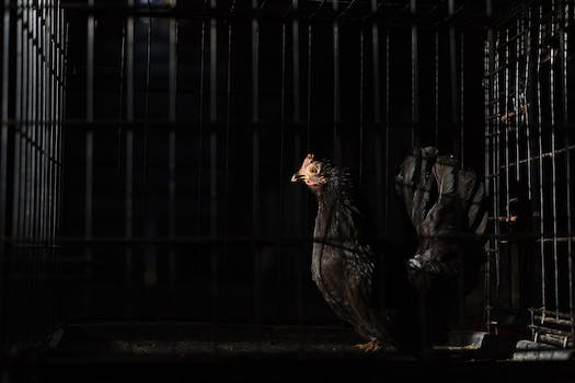 コープ カタログ